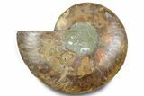 Cut & Polished Ammonite Fossil (Half) - Madagascar #283407-1